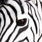 ZEBRA HEAD WALL ART