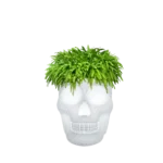 rgb lamps, skull planter, color changing lamp