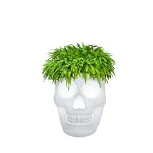 rgb lamps, skull planter, color changing lamp