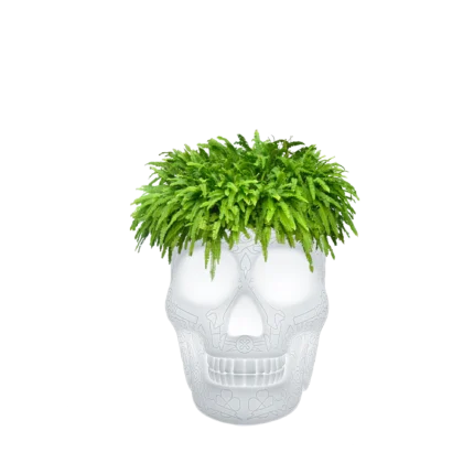 rgb lamps, skull planter, color changing lamp