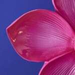 Wall Lamp Flower Magenta, shown mounted in a bedroom setting