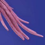 Ceiling Lamp Parrot Pink, close-up detail of the pink finish