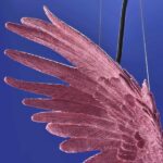 Ceiling Lamp Parrot Pink, shown mounted over a dining table