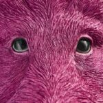 Wall Lamp Wild Boar Magenta, close-up detail of the magenta finish