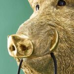 Wall Lamp Wild Boar Gold, illuminated view