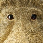 : Wall Lamp Wild Boar Gold, shown mounted in a living room