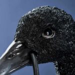 Wall Lamp Swan Black, close-up detail of the feather texture